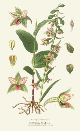 Emboline - Epipactis helleborine - Дремлик широколистный (зимовниковый)